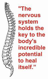 The nervous system holds the key to the body's incredible potential to heal itself